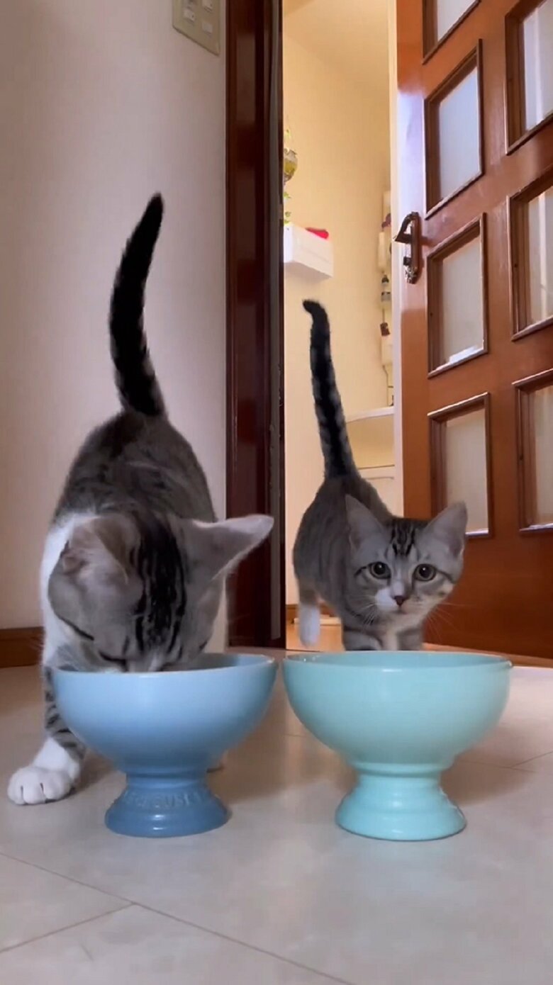 最初に到着した詩葉くんは早速モグモグ