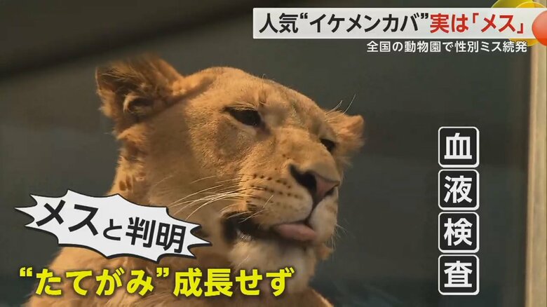 性別間違いが判明した札幌市・円山動物園のライオンのクレイくん