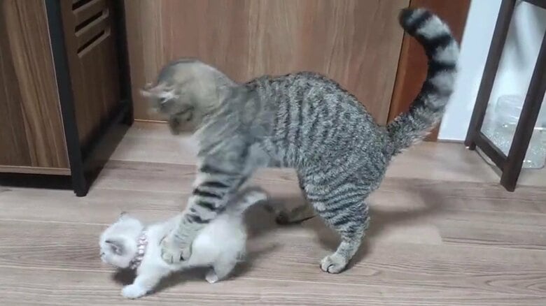 らむねちゃんが歩き出すと、制止するような行動に！