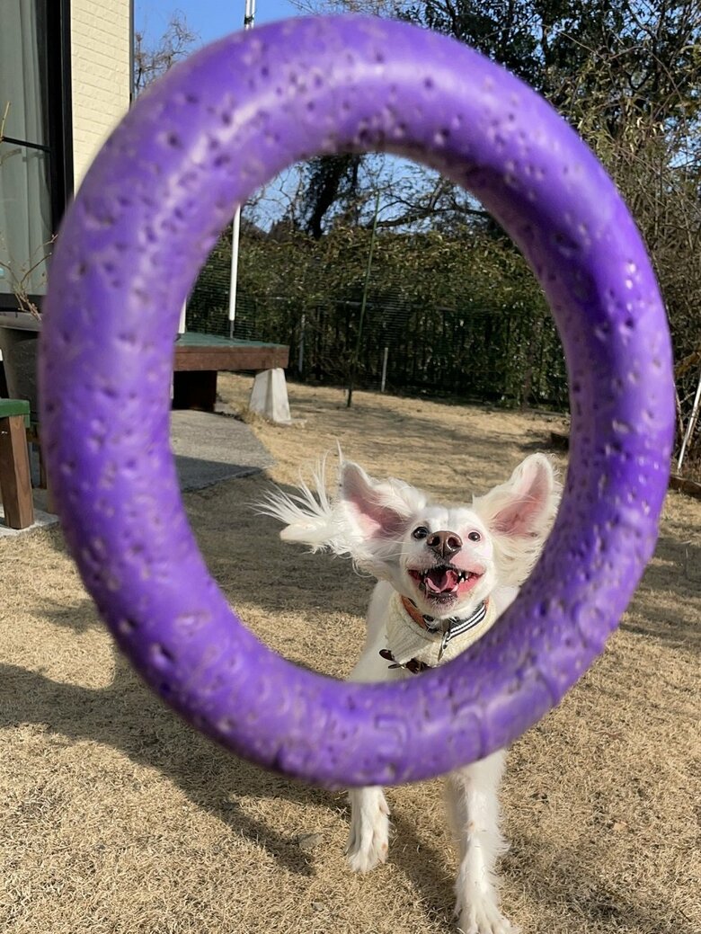輪っか越しの麦ちゃん
