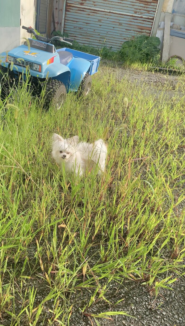 提供：かわいーぬさん