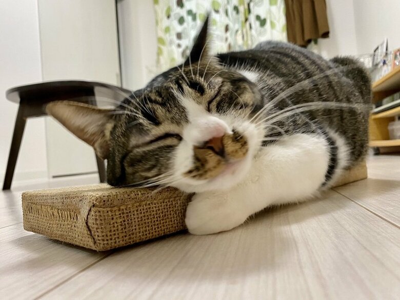 お気に召した様子のふうちゃん