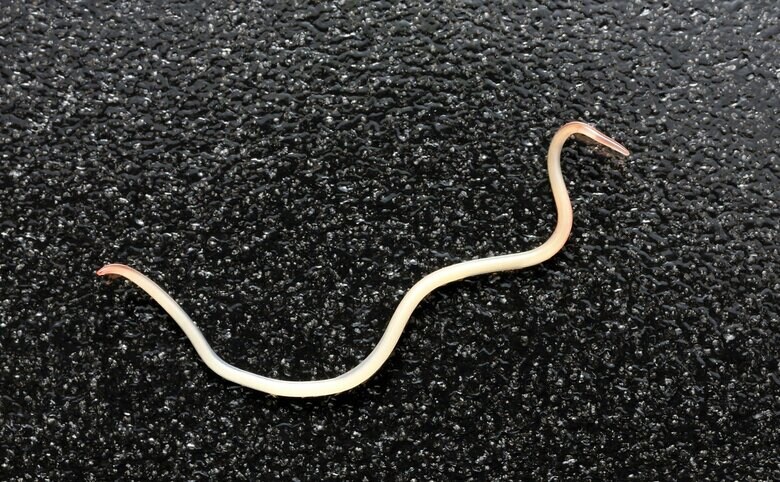 アニサキス（イメージ）