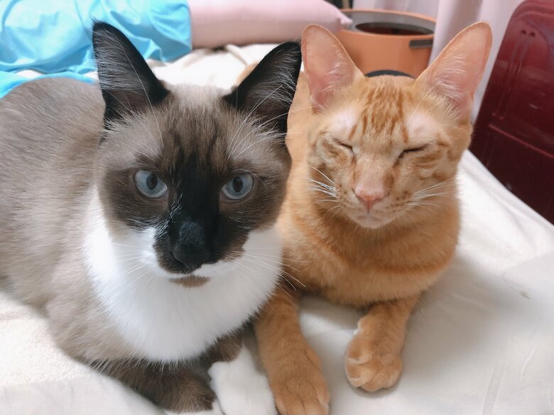 提供：たぬき&とらさん