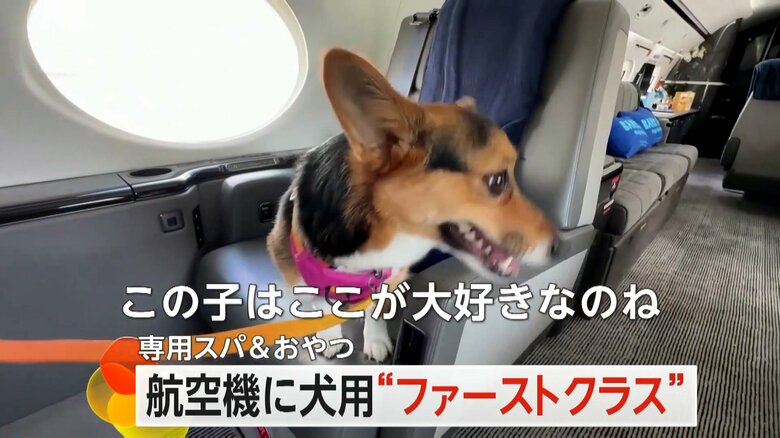 特別なおやつやスパが提供される「ファーストクラス」並のペットサービス