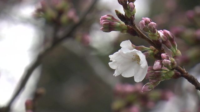 福島県浪江町の請戸川リバーラインの桜