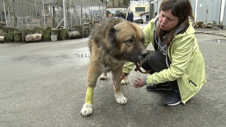前足をけがした大型犬　イルピンで保護された
