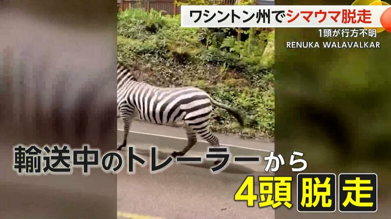輸送中のトレーラーが止まっていたところ、何らかの原因で脱走したシマウマ