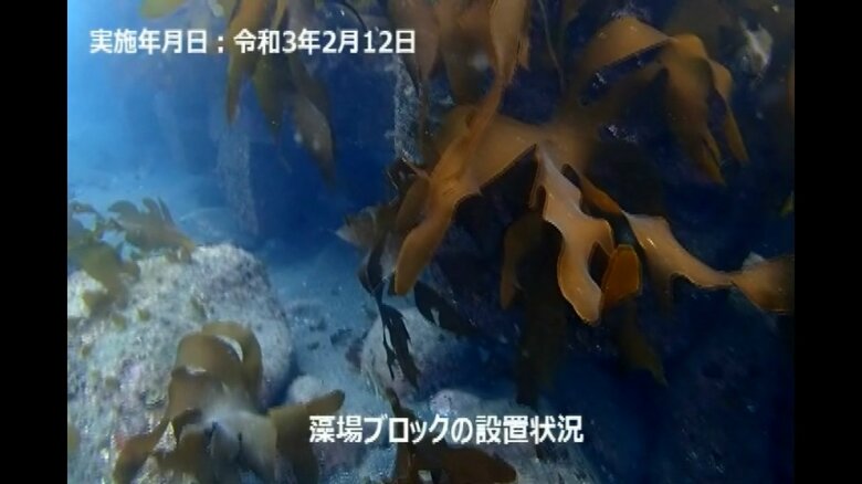 用宗海岸で実験が行われた藻場再生の様子（提供：日鉄エンジニアリング）