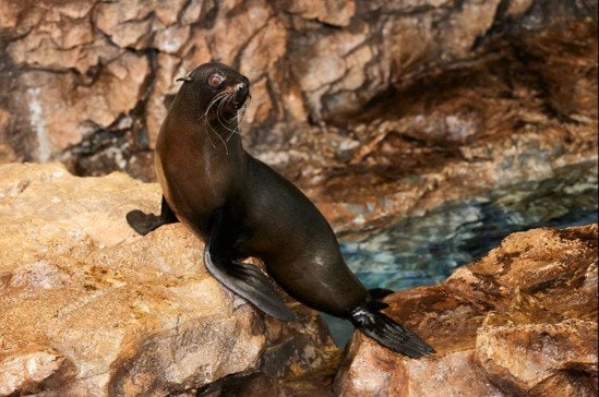 オットセイの魅力とは