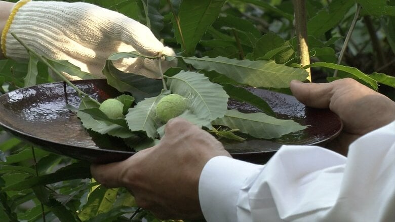 収穫された天蚕の繭