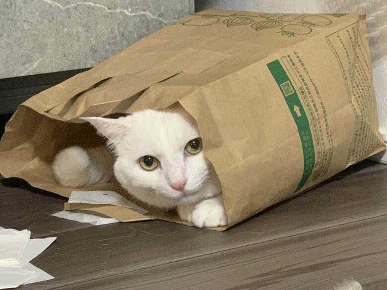 提供：@hakusama0906