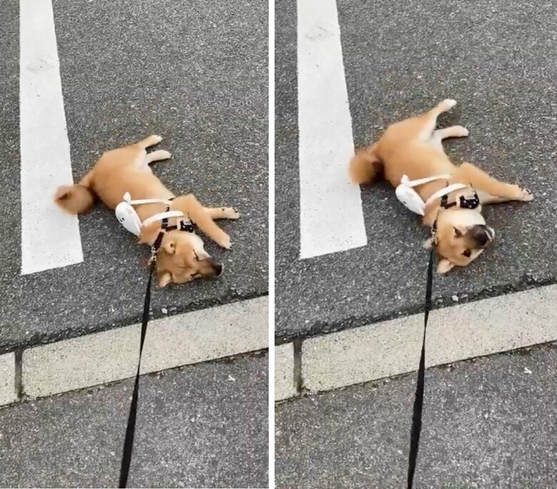 拒否柴のとき（提供：ゆず＊豆柴＊さん）