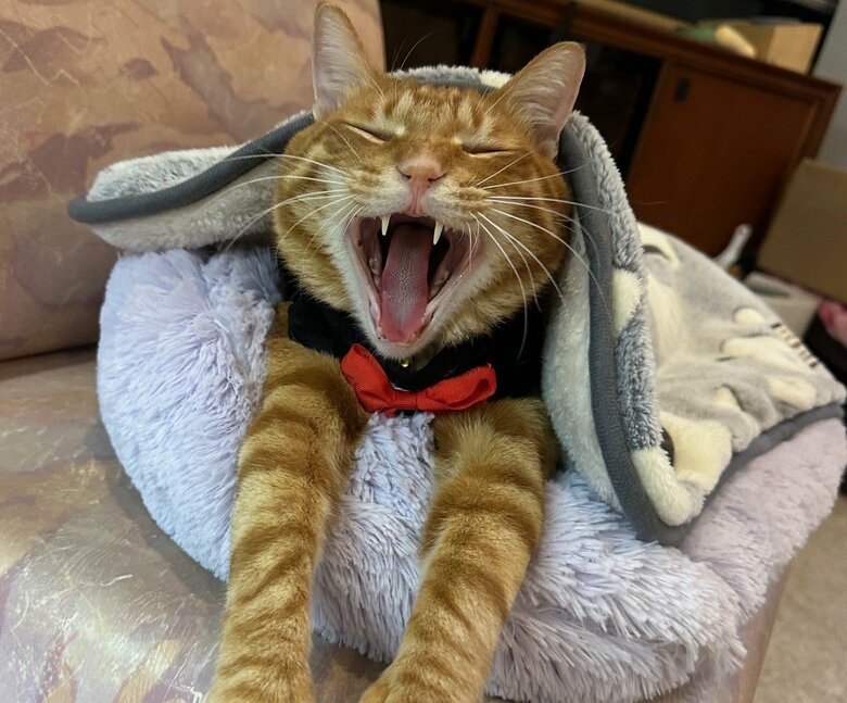 大きなあくびをした後に…