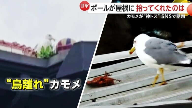 人間離れならぬ“鳥離れ”したカモメによる驚きの行動（トルコ・イスタンブール）