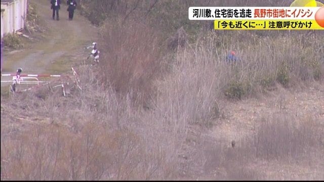 右下にイノシシ