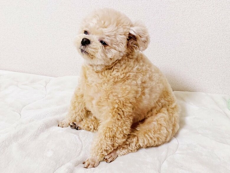 普通にお座りしている姿がぬいぐるみに見える