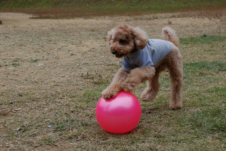 3歳の頃には“玉転がし”ができるようになっていた