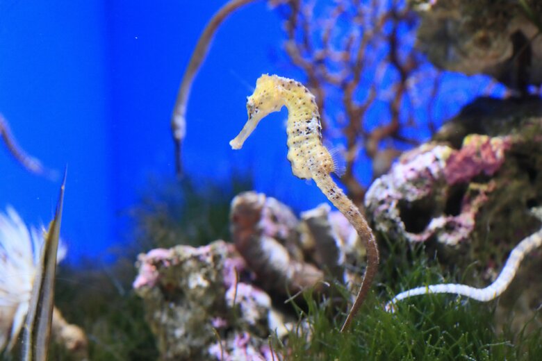 タツノオトシゴ「オオウミウマ」（提供：サンシャイン水族館）