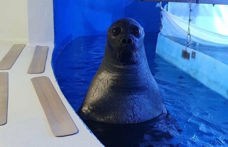 扉の開く音、スタッフの足音などを聞いたこの体勢に？（提供：サンシャイン水族館）