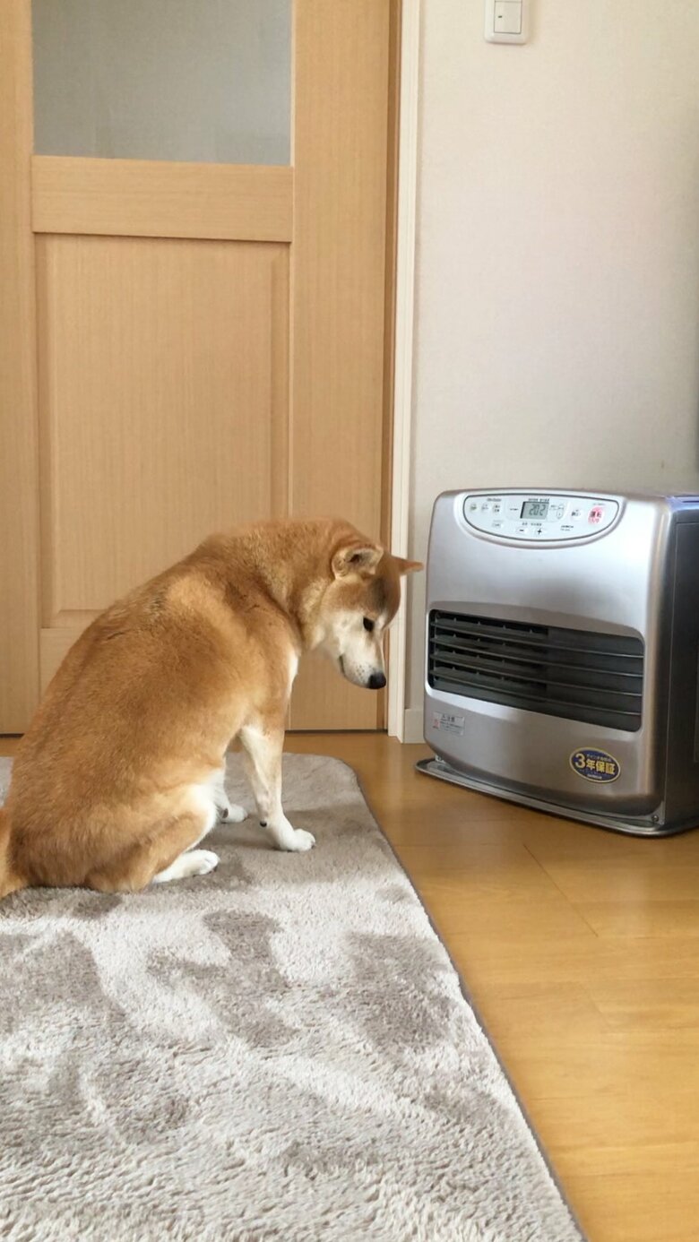 提供：柴犬ももさん