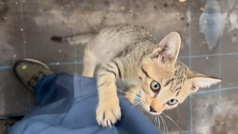 生後1カ月頃のコナツちゃん