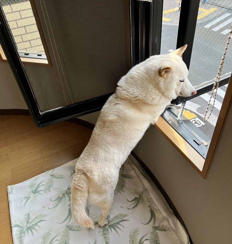 外を眺めるのが日課のチョビちゃん