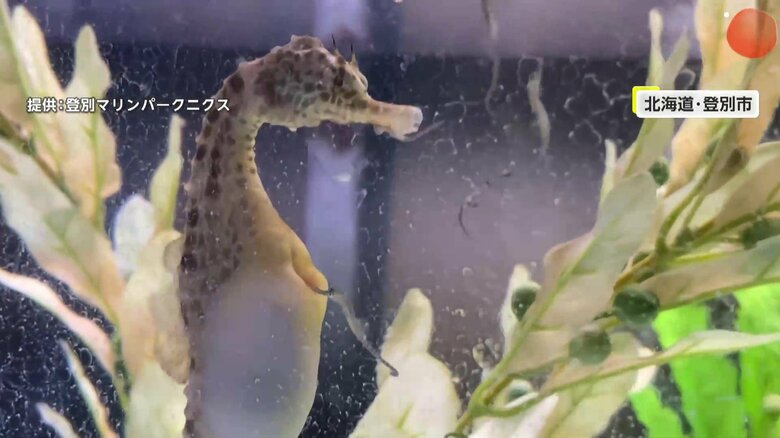 おなかから生まれる赤ちゃんたち