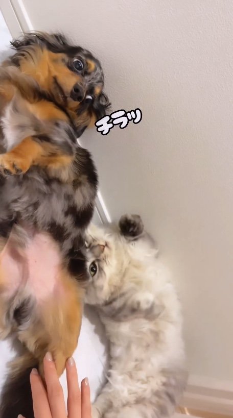 提供：チワックスの諭吉くん。さん