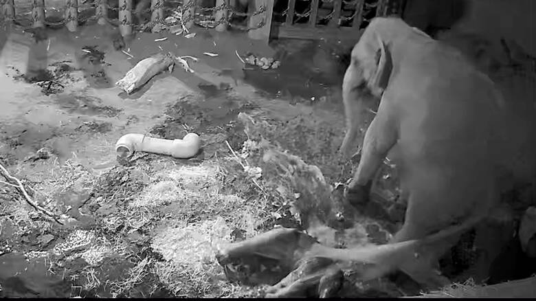 提供：札幌市円山動物園（8月19日 午後10時40分ごろ 誕生）