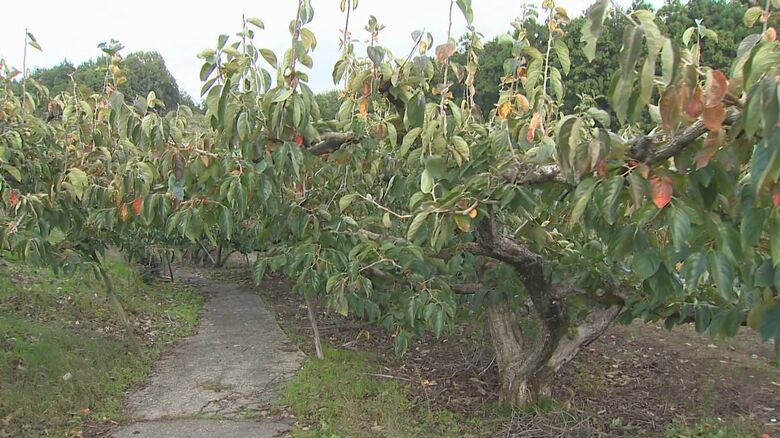 別の柿畑も被害に…