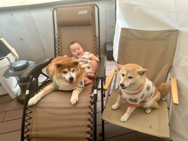 提供：飼い主さん（＠shibainu.berry）