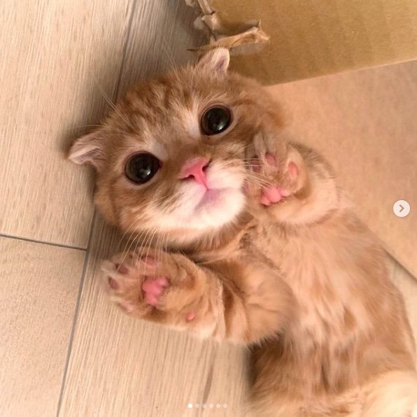 提供：IG @hinako_munchkinさん