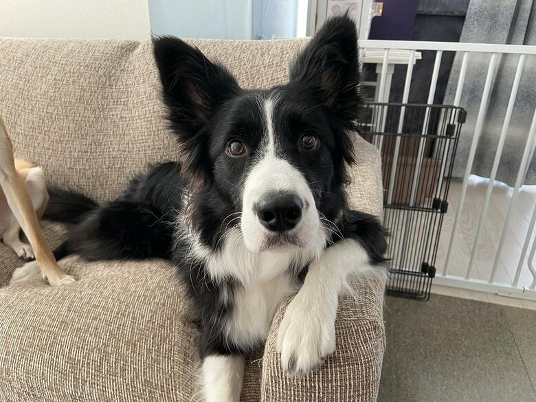 「話でも聞こうか？」といった様子のこゆきちゃん