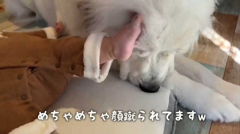 娘さんに蹴られるシュシュちゃん