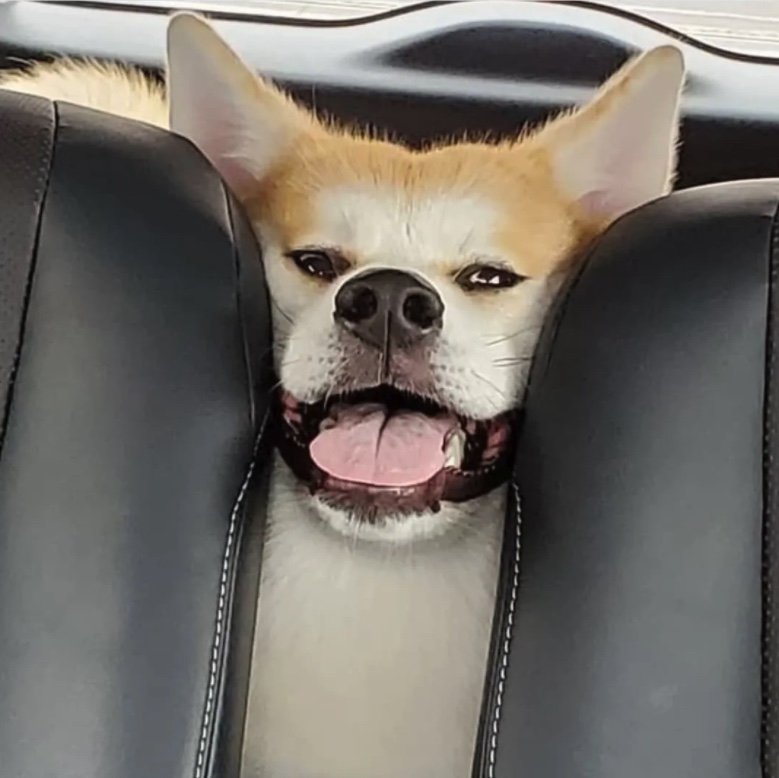 提供：秋田犬 杏(あん)と蓮(れん)さん