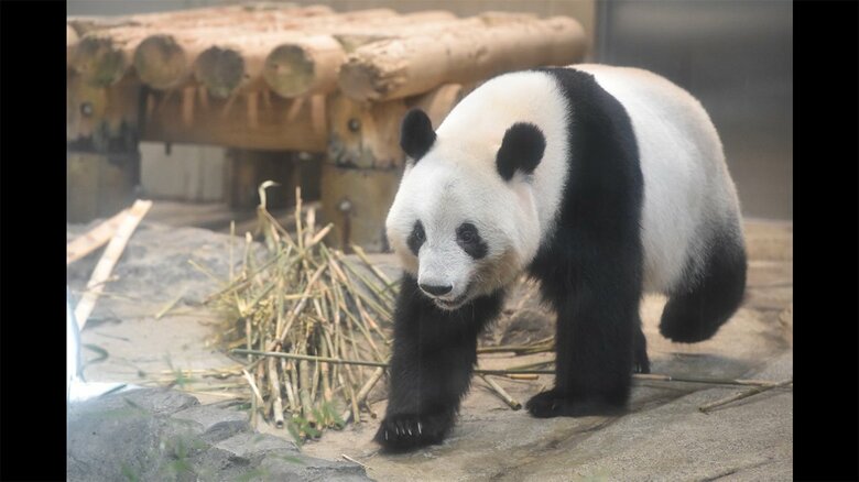  (公財)東京動物園協会提供