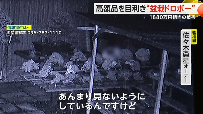高額な盆栽を狙う盆栽ドロボーを捉えた防犯カメラの映像