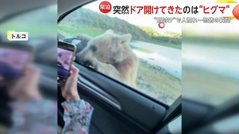 車にためらいなく近づくヒグマ（IHA）