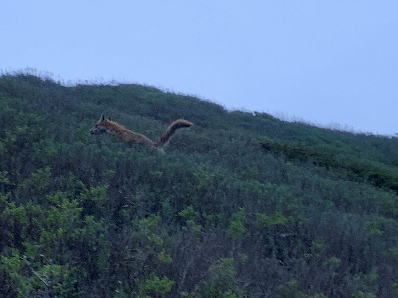 ウトロ港近くの岩場に早朝現れたキタキツネ