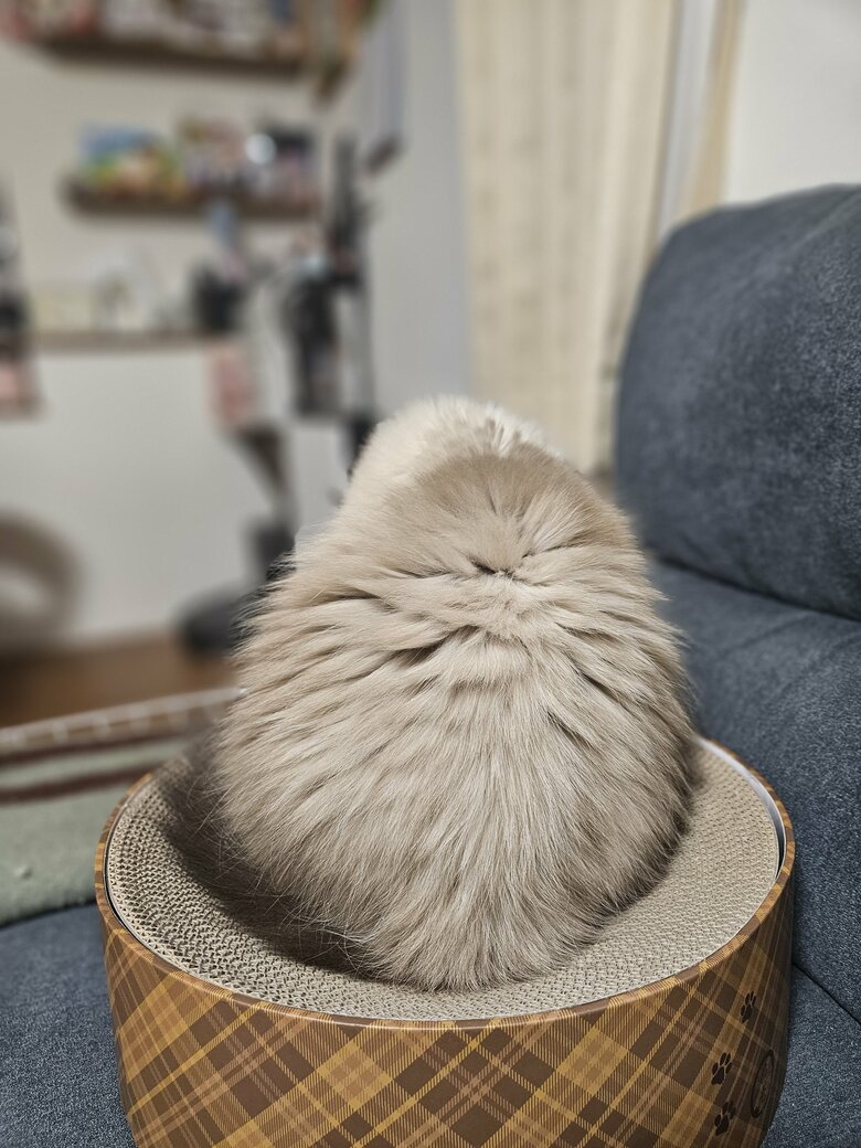 用済みの時（提供：ねぎまるさん）