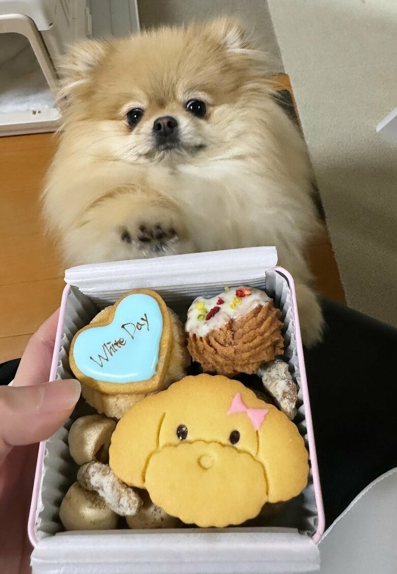 飼い主さんの物は私の物！