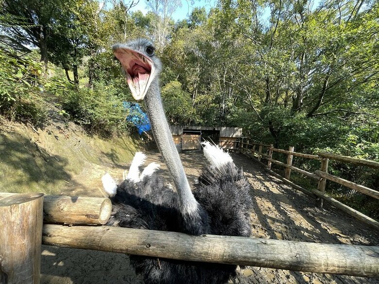 奥まで丸見え！大きく口を開けるキョウちゃん（提供：長崎バイオパーク）