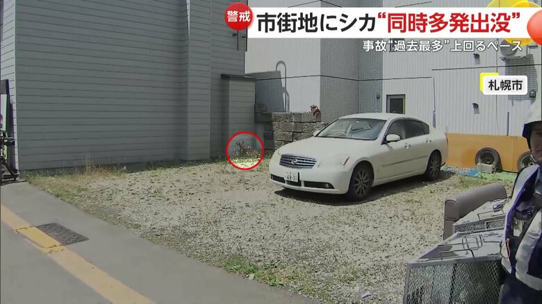 国道の近くでホッと一息ついているシカ