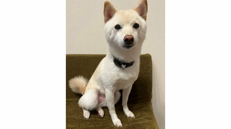 わさびくん