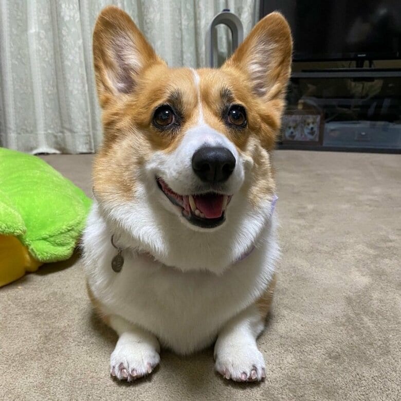 コーギーのはなちゃん