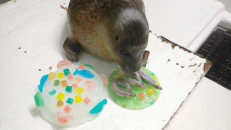 生後100日祝い（提供：海遊館）