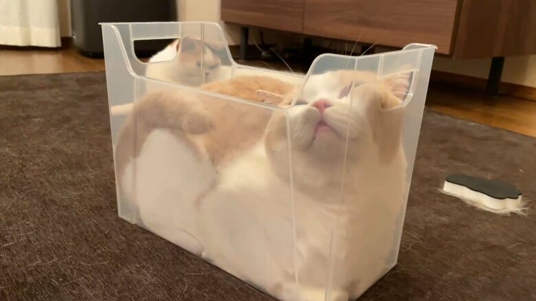 プラスチックケースでくつろぐてんぷら（提供：みかんとじろうさんちさん）