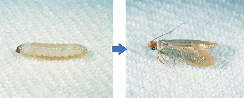 コイガ（提供：エステー株式会社）