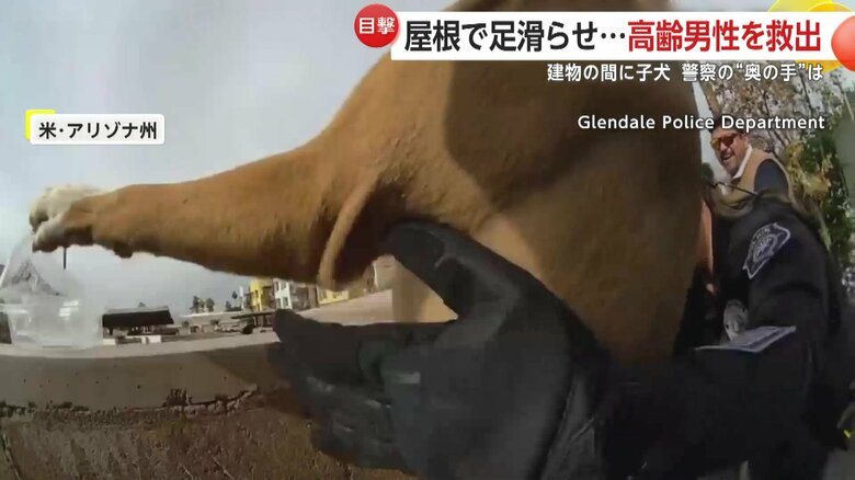 隙間に入り込み抜け出せなくなった子犬は無事に助け出された（アメリカ・アリゾナ州）